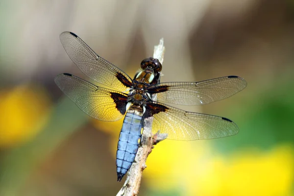 Vue Macro Rapprochée Insecte Libellule — Photo