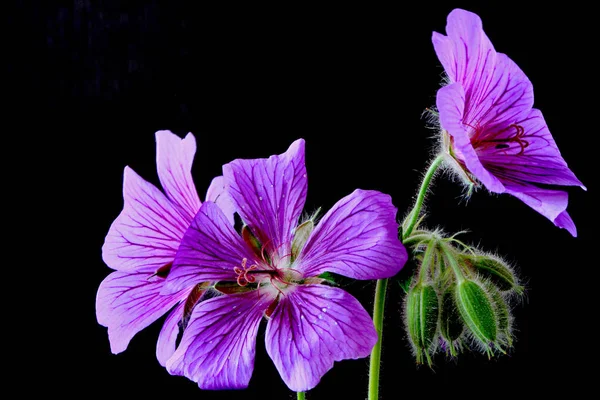 Turna Gagalı Mor Çiçek Yaprakları Flora — Stok fotoğraf