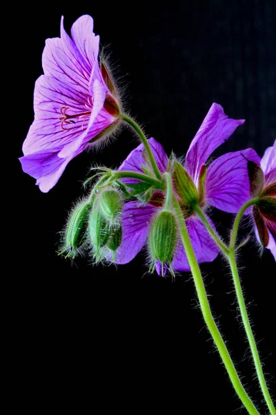 クランセビル紫色の花の花弁植物 — ストック写真
