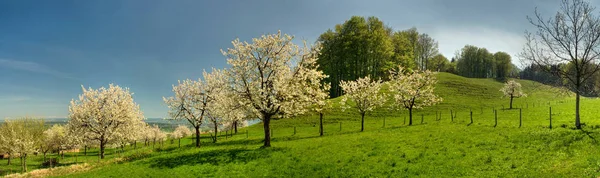 Yukarı Bavyera Kötü Feilnbach Çiçek Açan Meyve Ağaçları — Stok fotoğraf