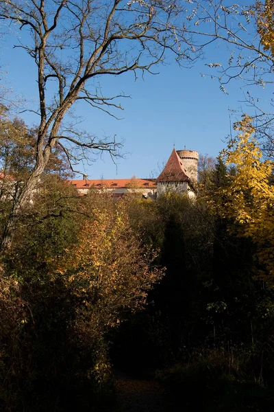 Флора Дикого Лісу Вдень — стокове фото