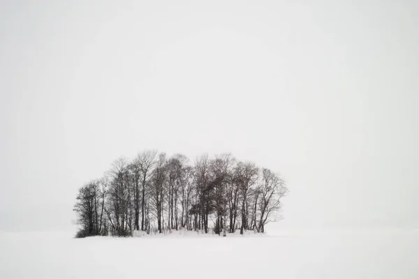 Frozen Lake Trees — Stock Photo, Image