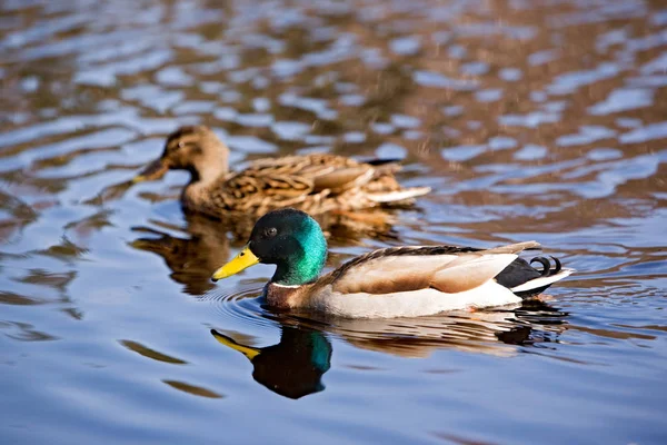 Vue Panoramique Canard Colvert Mignon Nature — Photo