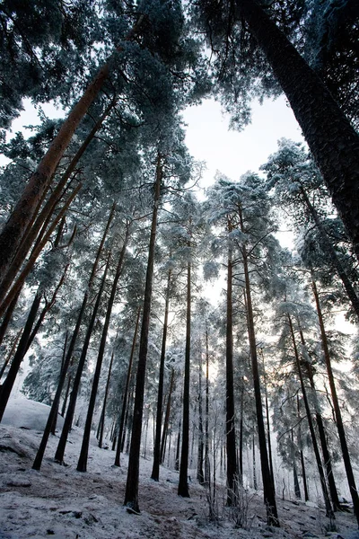 Floresta Inverno Fundo Natureza — Fotografia de Stock