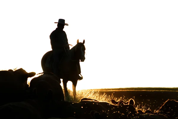 Silhouet Van Een Paard Een Witte Achtergrond — Stockfoto