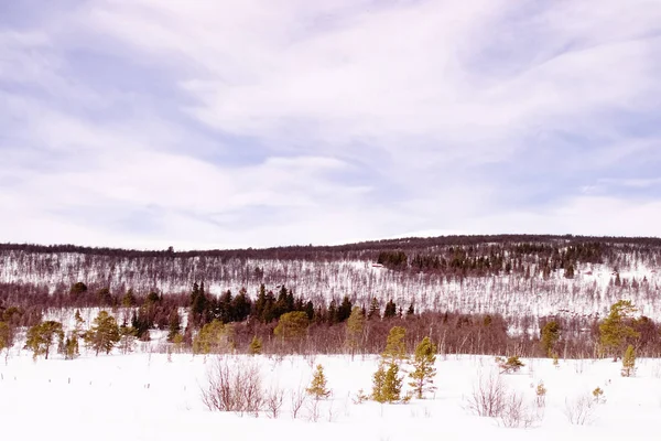 Vista Uma Cena Inverno — Fotografia de Stock