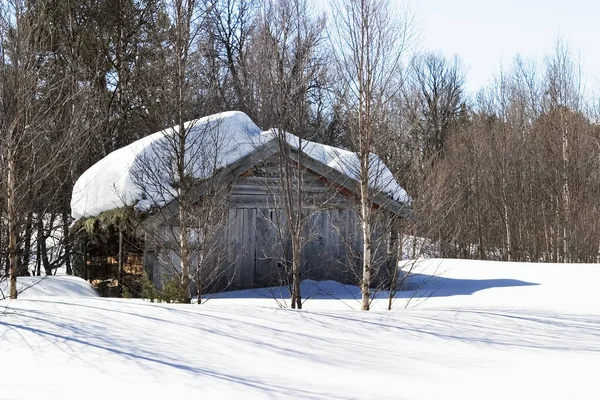 Winterbos Natuur Achtergrond — Stockfoto