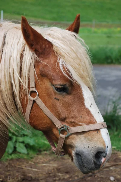 Aranyos Vad Természet — Stock Fotó