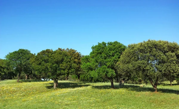 Mediterranic Forest Portugal — Stock Photo, Image