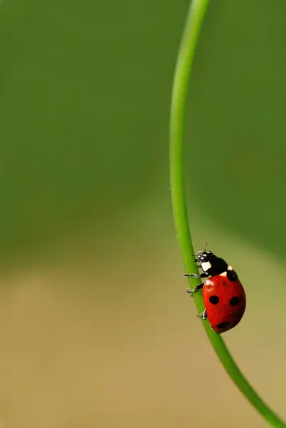 귀여운 무당벌레를 가까이 — 스톡 사진