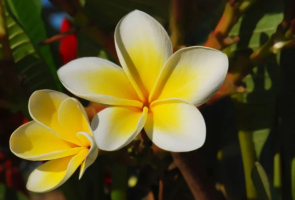 Frangipani Pétalas Flores Plumeria — Fotografia de Stock