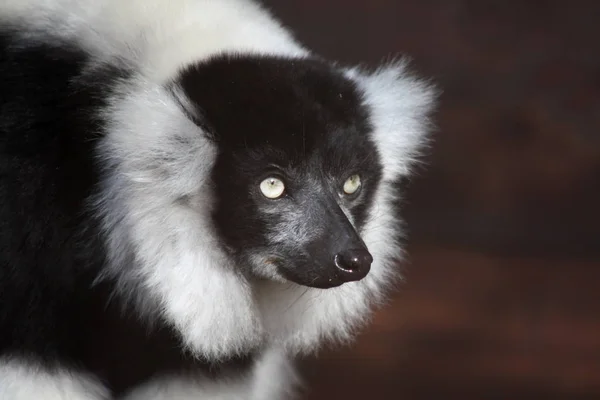 Černobílý Načechraný Lemur — Stock fotografie