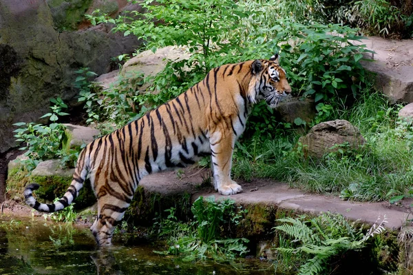 Roofdier Wilde Kat Gestreepte Tijger Dier — Stockfoto