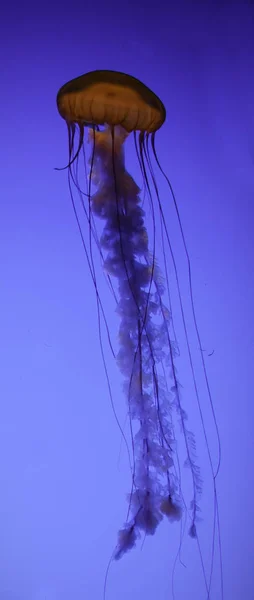 Medusas Acuáticas Mar Submarino Criatura Vida Marina — Foto de Stock