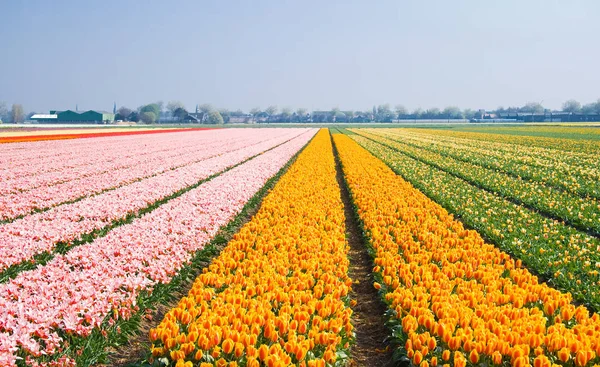 Весна Красиві Весняні Тюльпани Квіти Флора — стокове фото