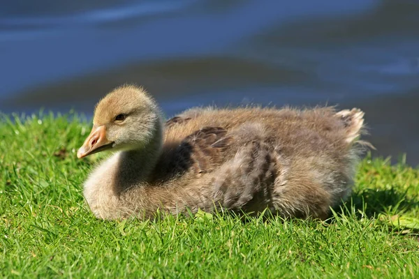 Aproape Gâscă Tânără Greylag — Fotografie, imagine de stoc