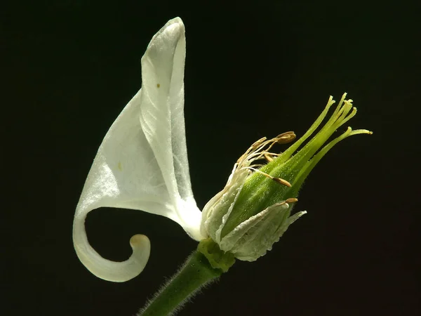Okvětní Lístek Květenství Columbine Makra — Stock fotografie