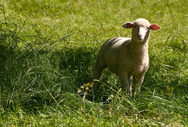 Landschaftlicher Blick Auf Die Landwirtschaft Selektiver Fokus — Stockfoto