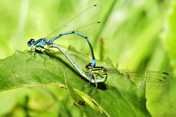 Libellen Insecten Natuur Entomologie — Stockfoto