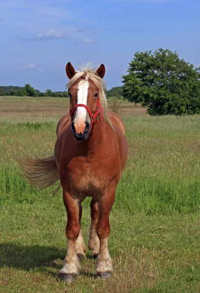 Plemeno Haflinger Horse — Stock fotografie