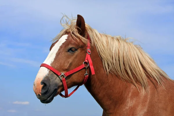 Haflinger Raza Caballo — Foto de Stock