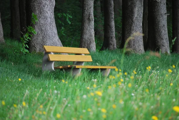 Banca Margini Della Foresta — Foto Stock