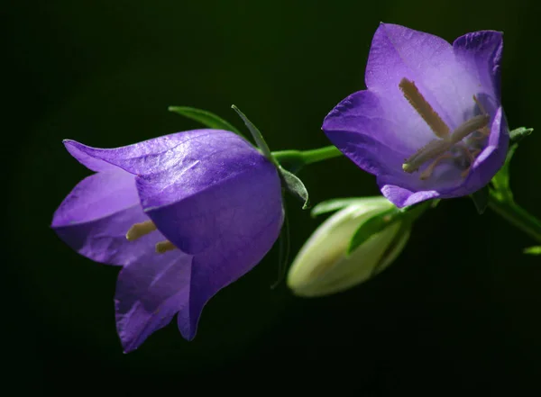 Mooi Botanisch Schot Natuurlijk Behang — Stockfoto