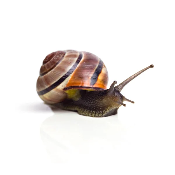 缓慢的蜗牛 粘稠的动物 — 图库照片