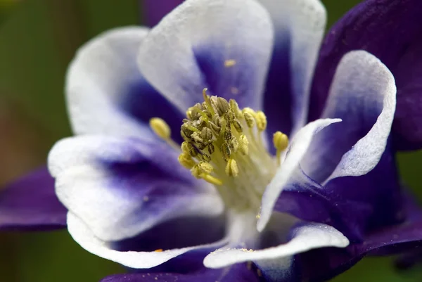 Bel Colpo Botanico Carta Parati Naturale — Foto Stock