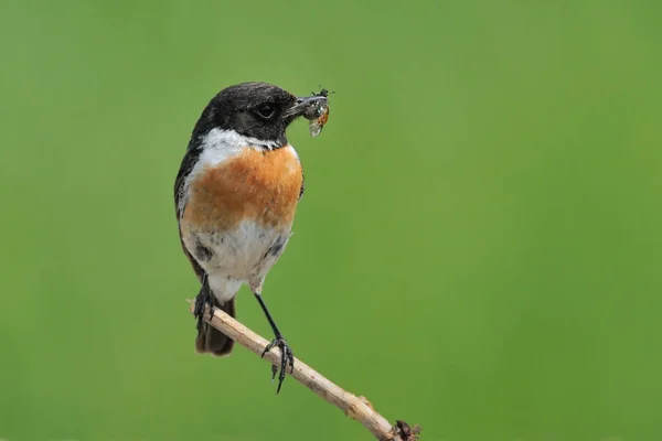 Stonechat Sale Prey — стоковое фото