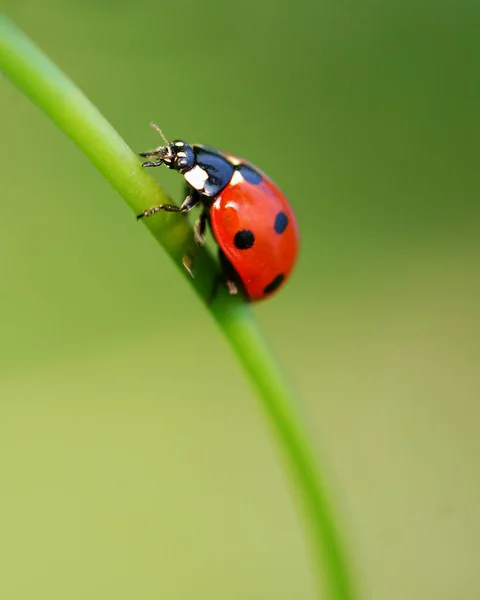 Vista Cerca Lindo Insecto Mariquita — Foto de Stock