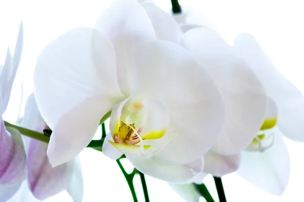 Natursköna Vackra Färgglada Orkidé Blomma — Stockfoto