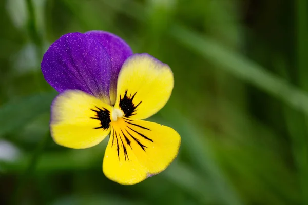紫や黄色の花 — ストック写真