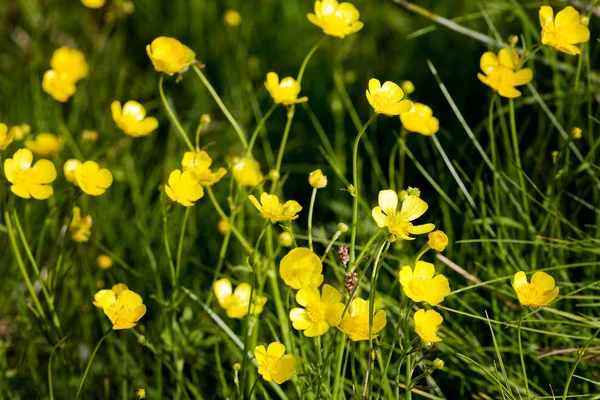 Buttercup Background Backdrop Wallpaper — Stock Photo, Image