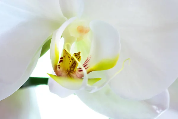 Mooie Orchidee Bloemblaadjes Flora — Stockfoto