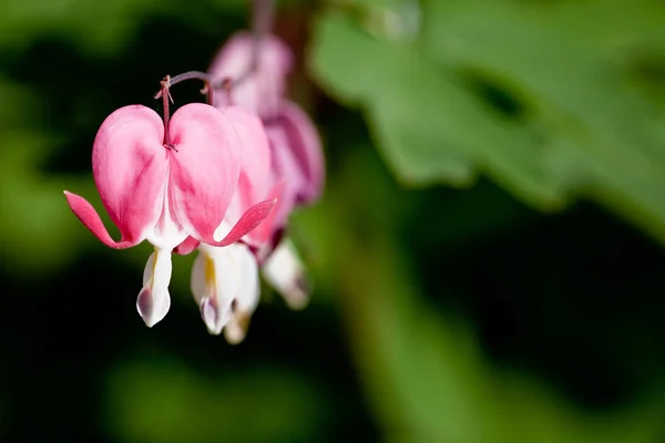 Krvácející Srdce Květiny Flóra — Stock fotografie