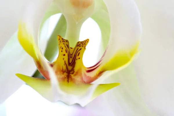 Malebné Krásné Barevné Orchidej Květiny — Stock fotografie