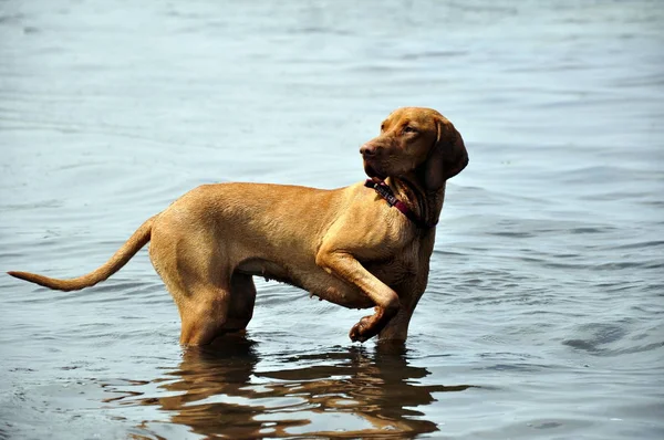 Κυνηγόσκυλο Στο Νερό — Φωτογραφία Αρχείου