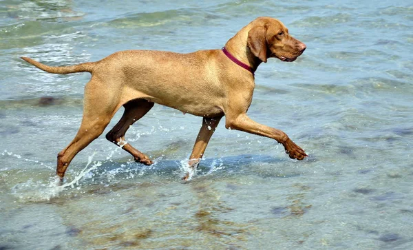 Cão Caça Água — Fotografia de Stock