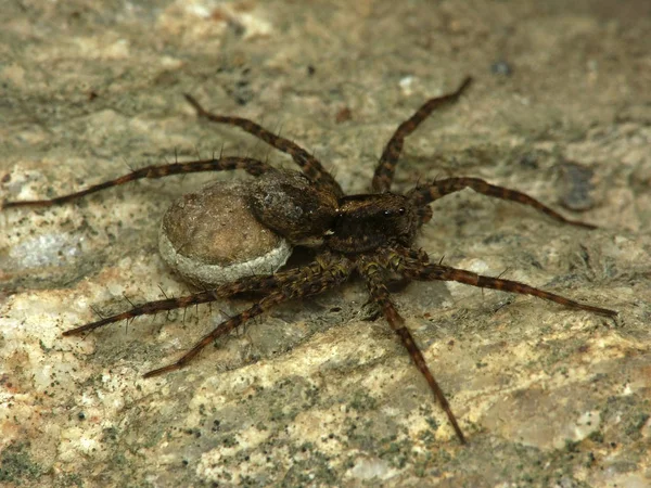 Aranha Lobo Uma Pedra Macro — Fotografia de Stock