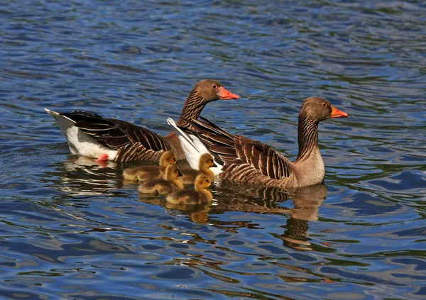 Malowniczy Widok Piękną Gęś Greylag — Zdjęcie stockowe