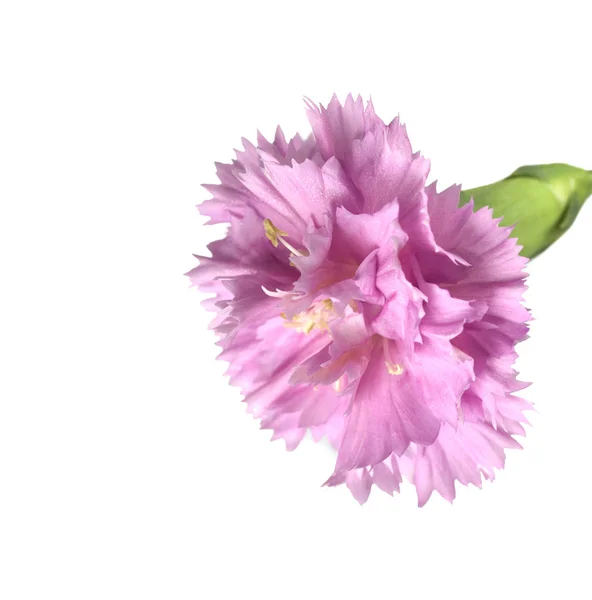 Fioletowy Kwiat Goździka Fioletowego — Zdjęcie stockowe