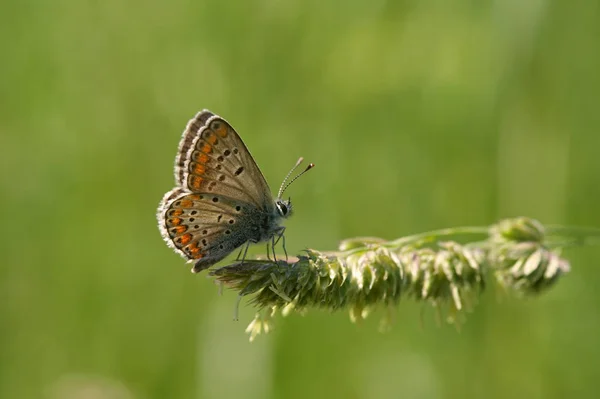 Gros Plan Bug Nature Sauvage — Photo