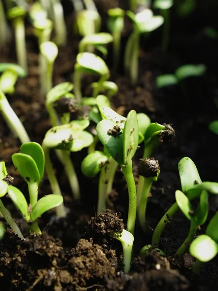 Zonnebloem Close Uitzicht — Stockfoto