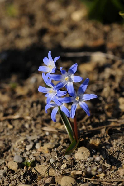 Sıradan Kar Gururunun Ötesinde Bluebell Sümbül Chionodoxa Luciliae — Stok fotoğraf