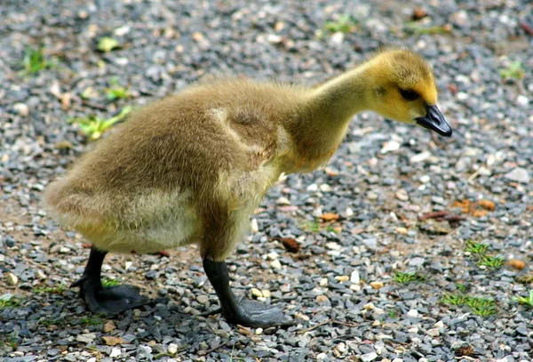 Schilderachtig Uitzicht Ganzenvogel Natuur — Stockfoto