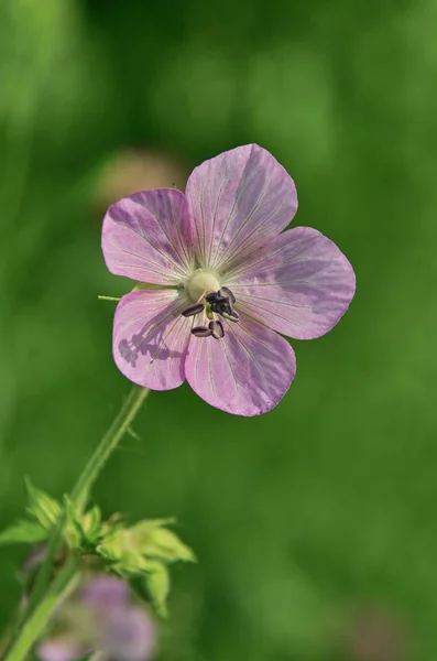 Beautiful Botanical Shot Natural Wallpaper — Stock Photo, Image