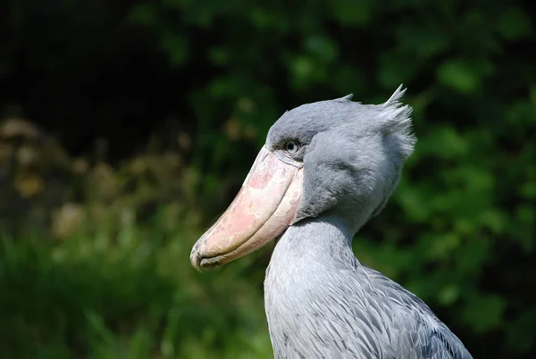 Scenic View Beautiful Bird Nature — Stock Photo, Image