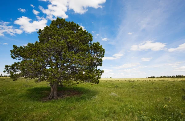 Picturesque View Beautiful Spring Landscape — Stock Photo, Image