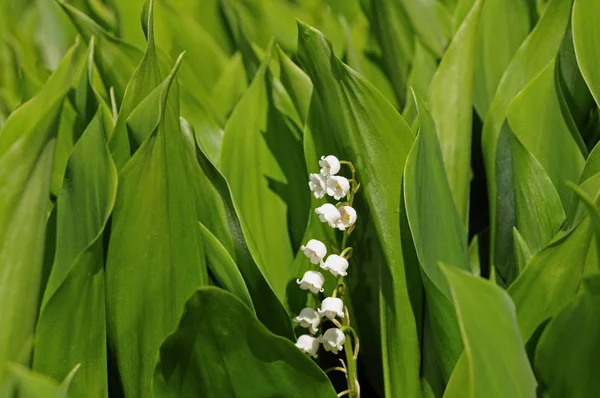 Lily Valley Convallaria Majalis — 스톡 사진